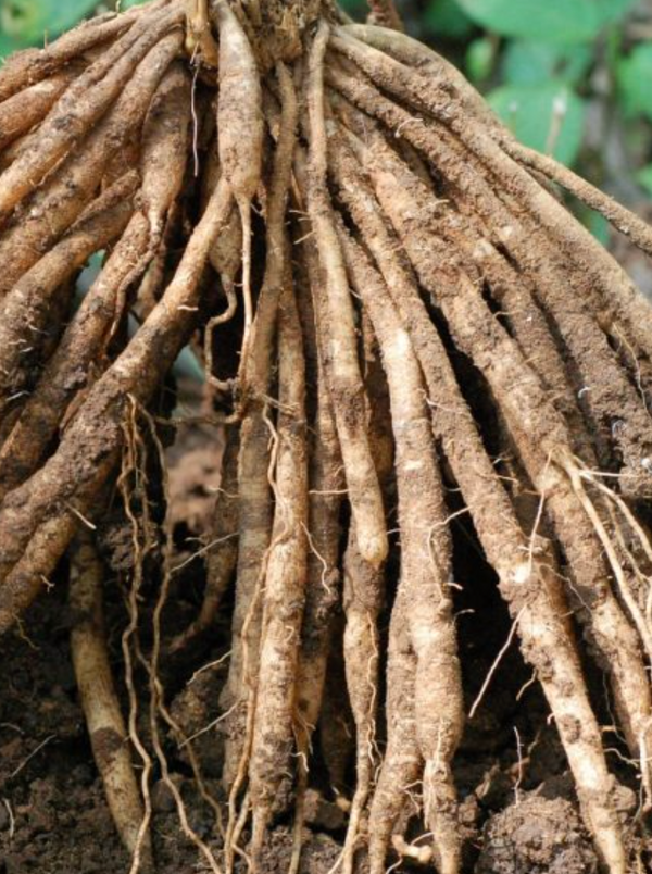Shatavari Root